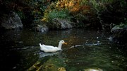 Με εντυπωσιακό καταρράκτη ξανάνοιξε ανακαινισμένος ο ζωολογικός κήπος Θεσσαλονίκης
