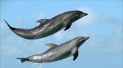 Αγέλη δελφινιών στη Λεμεσό