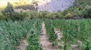 Αιτωλοακαρνανία: Καλλιεργούσαν μεγάλες φυτείες χασίς - Διακινούσαν και ηρωίνη, κοκαΐνη