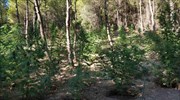 Ηράκλειο: Δενδρύλλια κάνναβης εντοπίστηκαν και εκριζώθηκαν