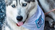 Woof Race 2020: Σκάφη με... κυβερνήτες σκύλους άνοιξαν πανιά στην Κέρκυρα