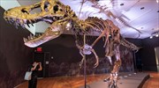 Στο σφυρί σκελετός τυραννόσαυρου, ηλικίας 67 εκατομμυρίων ετών