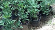 Συνελήφθη στην Κυψέλη να καλλιεργεί κάνναβη στο σπίτι του