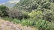 Καλάβρυτα:  Εντοπίστηκε φυτεία με 710 δενδρύλλια κάνναβης