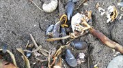 Ξεβράστηκαν νεκρά χταπόδια και φώκιες σε παραλία ανατολικά της Ρωσίας
