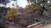 Αλεξανδρούπολη: Σχετικά αλώβητο το δάσος Δαδιάς από την πυρκαγιά