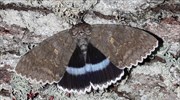Τσερνόμπιλ: Ανακαλύφθηκε πεταλούδα σε μέγεθος πουλιού