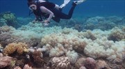 Χάθηκαν τα μισά από τα κοράλλια του Μεγάλου Υφάλου στην Αυστραλία