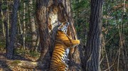 Τίγρης πρωταγωνιστεί στην κορυφαία φωτογραφία άγριας ζωής για το 2020