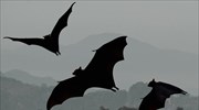Νυχτερίδες «προβλέπουν το μέλλον» μέσω ηχοεντοπισμού