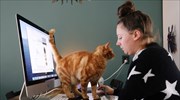 Τηλεργασία: Γιατί οι γάτες πηδούν στα πληκτρολόγια