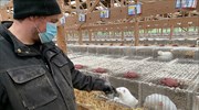 Καστοριά: Θετικοί στον κορωνοϊό δέκα εργαζόμενοι σε φάρμες με μινκ