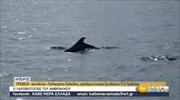 Δελφίνια, πουλιά και χελώνες βρίσκους καταφύγιο στον υδροβιότοπο του Αμβρακικού | 12/11/2020 | ΕΡΤ