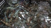 Κίνα: Συναγερμός για ίχνη κορωνοϊού σε κατεψυγμένες γαρίδες από τη Σαουδική Αραβία