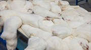 Ξεκίνησε η θανάτωση 2.500 βιζόν στην Κοζάνη