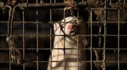 Κοζάνη: Θανατώθηκαν πάνω από 1.800 μινκ λόγω Covid - Υπό έλεγχο άλλα 38.000