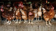 Δανία: Θανατώνει 25.000 κοτόπουλα λόγω της γρίπης των πτηνών