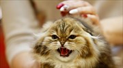 MeowTalk: Εφαρμογή που «μεταφράζει» τα νιαουρίσματα της γάτας