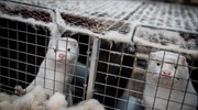 Γρεβενά: Τρία κρούσματα Covid-19 σε φάρμα γουνοφόρων ζώων