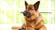 ΗΠΑ: «Ζώα βοήθειας» στις αεροπορικές μόνο οι εκπαιδευμένοι σκύλοι