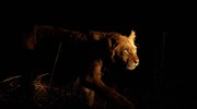 Βαρκελώνη: Τέσσερα λιοντάρια θετικά στον κορωνοϊό