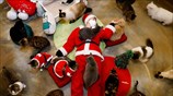 Άγιος Βασίλης και για... γάτες