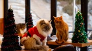 Το στέκι της γάτας ετοιμάζεται για τα Χριστούγεννα