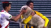 Σκύλος αλώνισε γήπεδο ποδοσφαίρου σε ...θέση επιθετικού