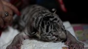 Γεννήθηκε η πρώτη λευκή τίγρη της Βεγγάλης στη Νικαράγουα