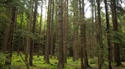 Τα ευρωπαϊκά δάση απειλούνται από την κλιματική αλλαγή- Ευρωπαϊκή διάκριση σε ερευνητικό έργο με ελληνική συμμετοχή