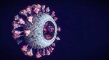 The structure of the novel coronavirus SARS-CoV-2