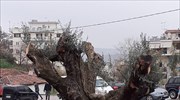 Επτά αιωνόβιες ελιές μεταφυτεύονται στον δήμο Θηβαίων