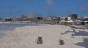 Περίεργοι αφροί κάλυψαν παραλία της Αργεντινής