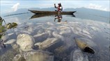 Λίμνη νεκρών ψαριών