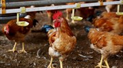 Βιετνάμ: Σφαγή 100.000 πουλερικών για να αναχαιτιστεί η γρίπη των πτηνών