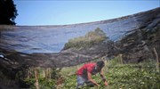 Αραχωβίτης- Τελιγιορίδου: Σε εκκρεμότητα οι πληρωμές των πρώτων συνδεδεμένων ενισχύσεων στους αγρότες