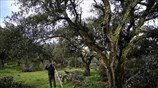 Κλωνοποίηση δέντρων