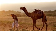 Έκλεψε καμήλα για να την κάνει δώρο στη φίλη του