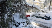 «Μήδεια»: Το χιόνι ήταν πιο υγρό και πιο βαρύ, γι’ αυτό έπεσαν πολλά δέντρα