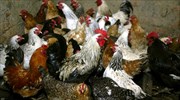 Ρωσία: Ανέφερε το πρώτο περιστατικό ανθρώπινης μόλυνσης με την γρίπη των πτηνών AH5N8