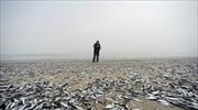 Ξεβράστηκαν χιλιάδες ψάρια σε ακτή της Χιλής