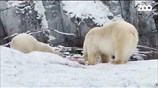 Polar bear cub demands mother
