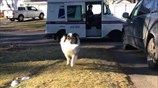 Australian Shepherd fetches the mail with great enthusiasm