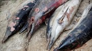 86 δελφίνια  εντοπίστηκαν νεκρά στα ανοιχτά της Μοζαμβίκης