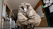 Πρόβατο με μαλλί 35 κιλών