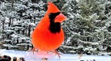 Cardinals in the gently falling snow are a breathtaking sight