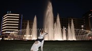 Ζώα συντροφιάς: Όριο στον αριθμό γεννών - Βαριές ποινές για κακοποίηση