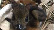 Ένα σπάνιο ελάφι - ποντίκι γεννήθηκε στο Marwell Zoo