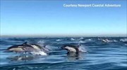 Thousands of dolphins 