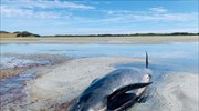 Νέα Ζηλανδία: Έσωσαν δύο φορές φάλαινες που έχασαν τον δρόμο τους